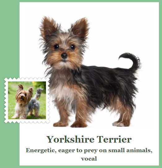 Yorkshire Terrier Dog - Fetch! App
